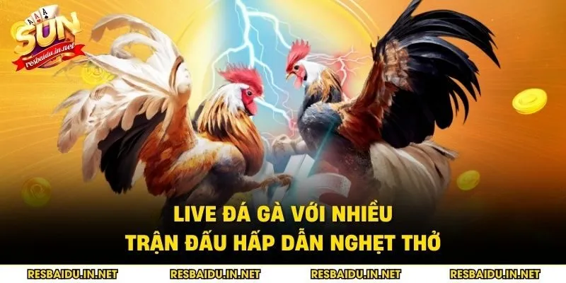 Live đá gà với nhiều trận đấu hấp dẫn nghẹt thở